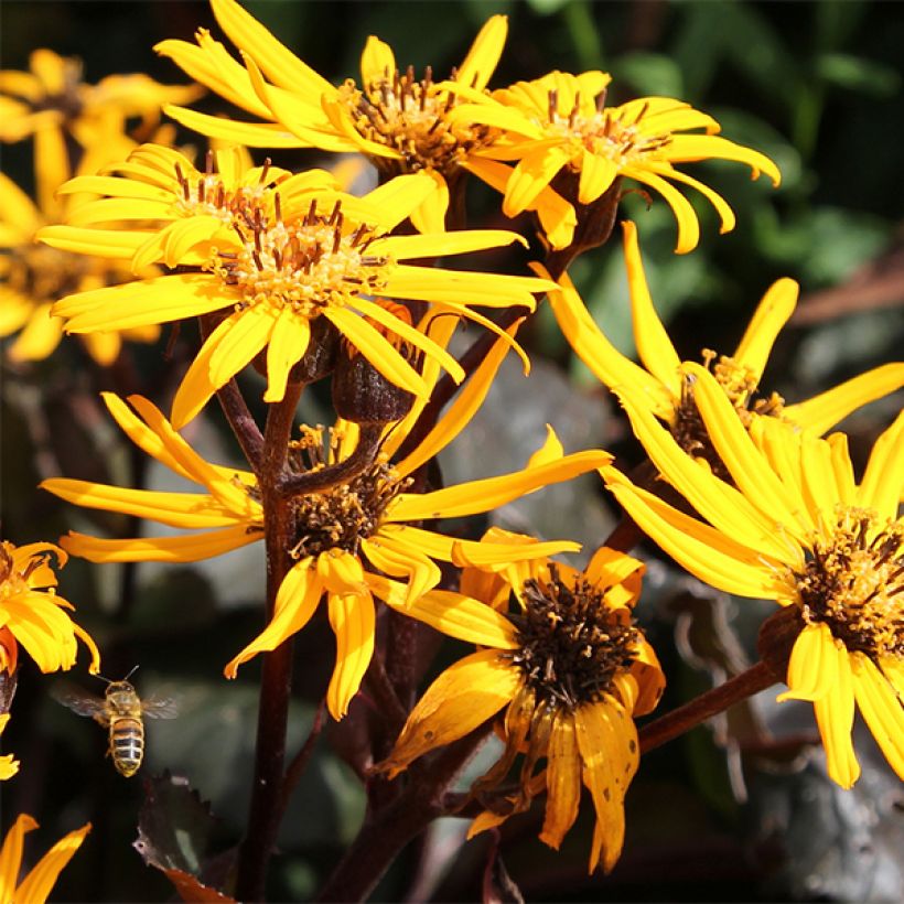 Ligularia dentata Britt (Floração)