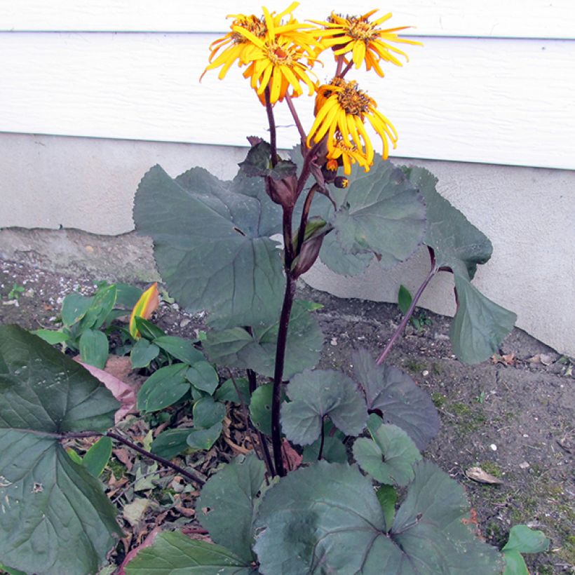 Ligularia dentata Britt (Hábito)