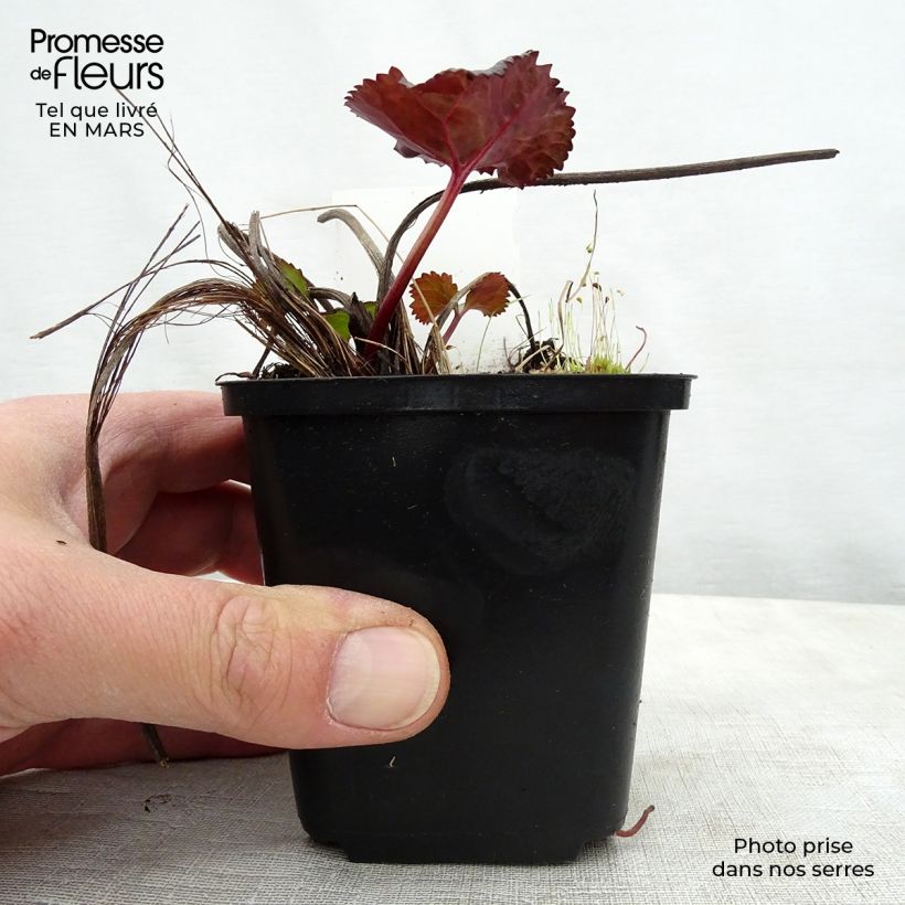 Amostra de Ligularia dentata Britt Vaso de 8/9 cm tal como entregue na primavera