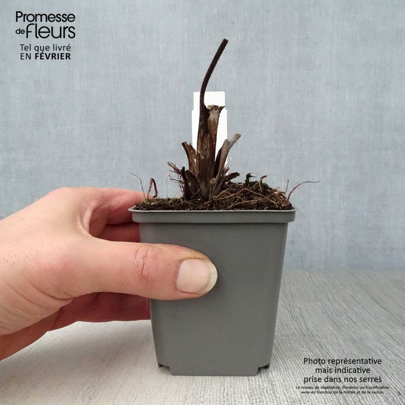 Amostra de Ligularia dentata Britt Vaso de 8/9 cm tal como entregue no inverno