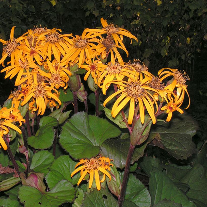 Ligularia dentata Desdemona (Floração)
