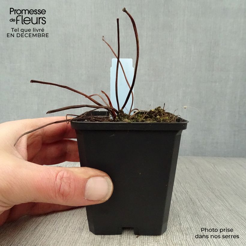 Amostra de Ligularia dentata Desdemona Vaso de 8/9 cm tal como entregue no inverno