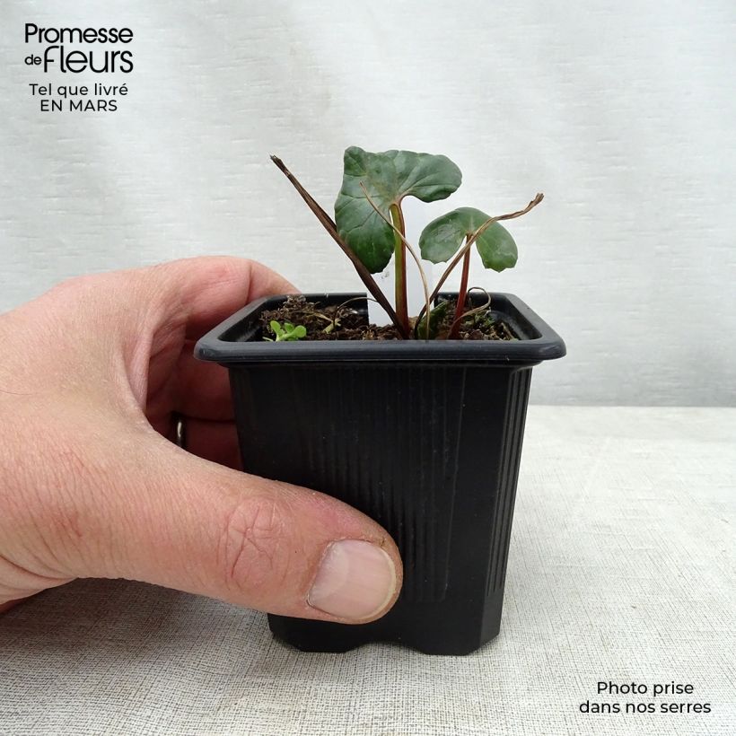 Amostra de Ligularia dentata Vaso de 8/9 cm tal como entregue na primavera