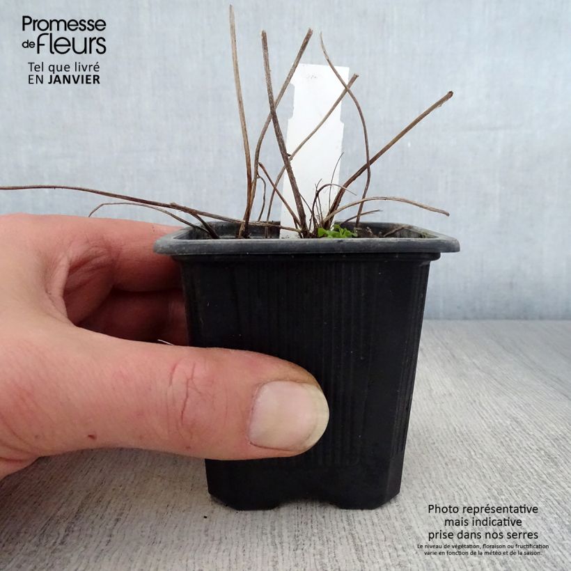 Amostra de Ligularia dentata Vaso de 8/9 cm tal como entregue no inverno