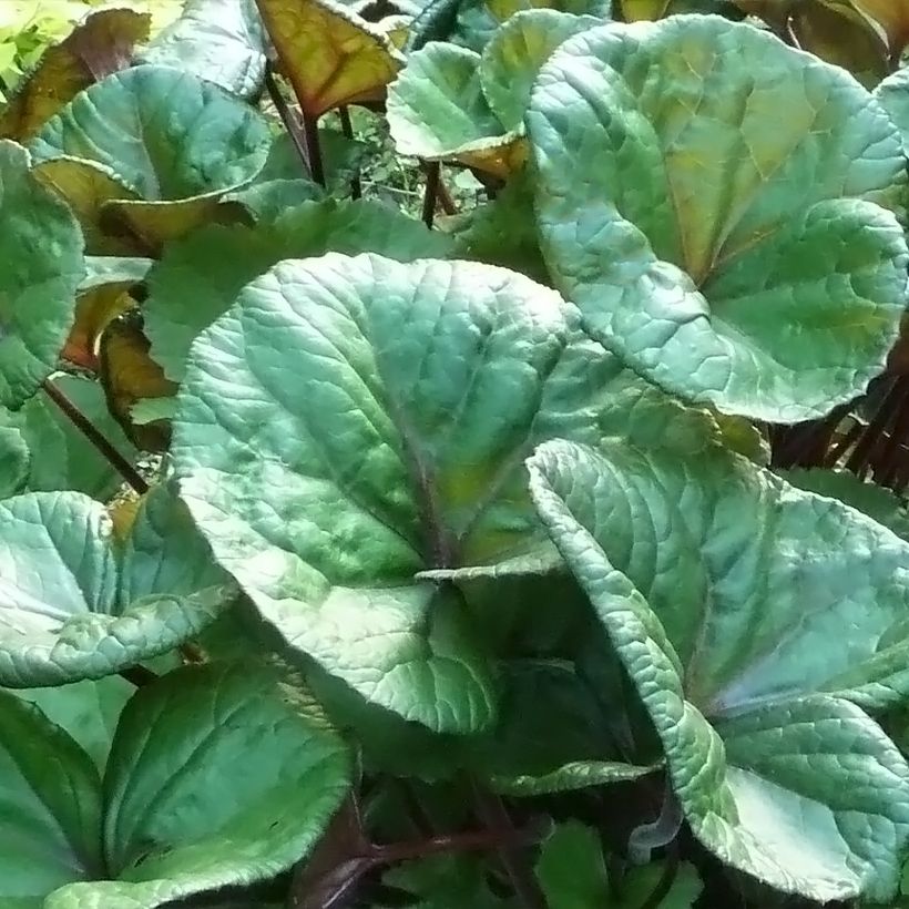 Ligularia dentata Othello (Folhagem)