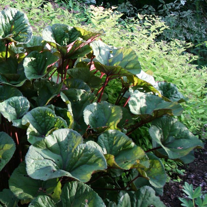 Ligularia dentata Othello (Hábito)