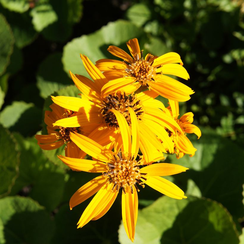 Ligularia dentata Othello (Floração)
