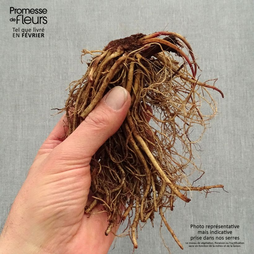 Amostra de Ligularia dentata Othello Raízes nuas tal como entregue no inverno