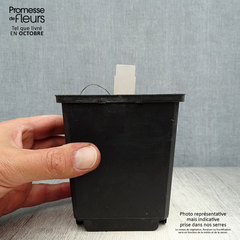 Amostra de Ligularia dentata Pandora® Vaso de 8/9 cm tal como entregue no outono
