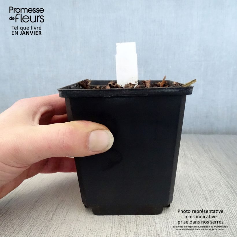 Amostra de Ligularia dentata Pandora® Vaso de 8/9 cm tal como entregue no inverno