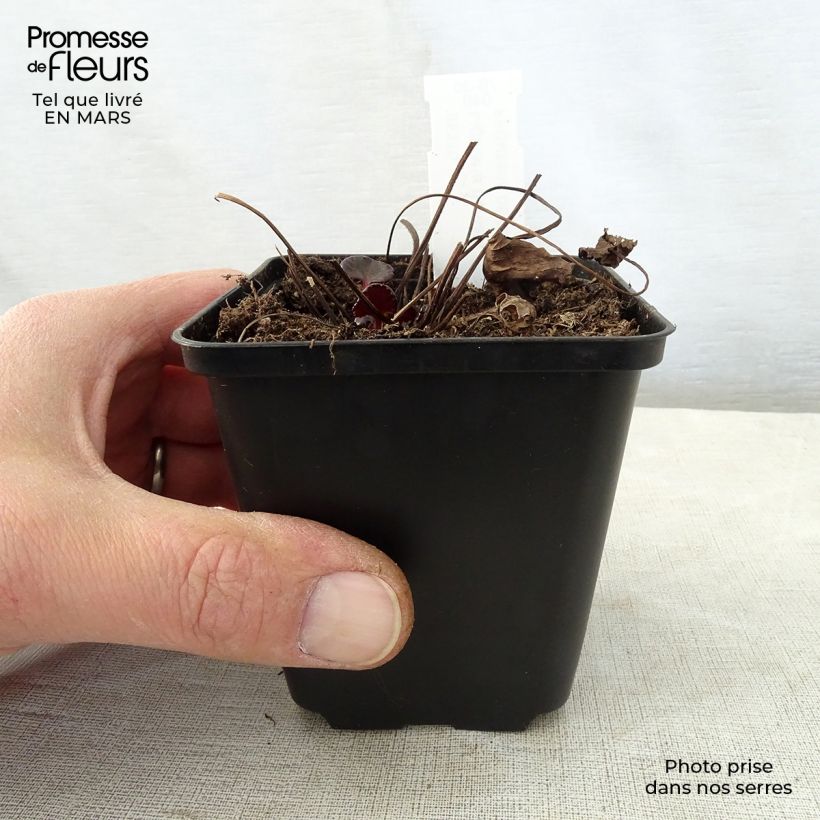 Amostra de Ligularia dentata Pandora® Vaso de 8/9 cm tal como entregue na primavera