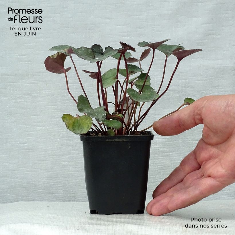 Amostra de Ligularia dentata Pandora® Vaso de 8/9 cm tal como entregue no verão