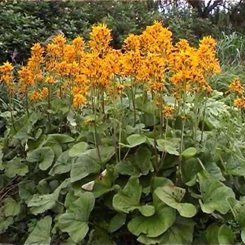 Ligularia hessei (Hábito)