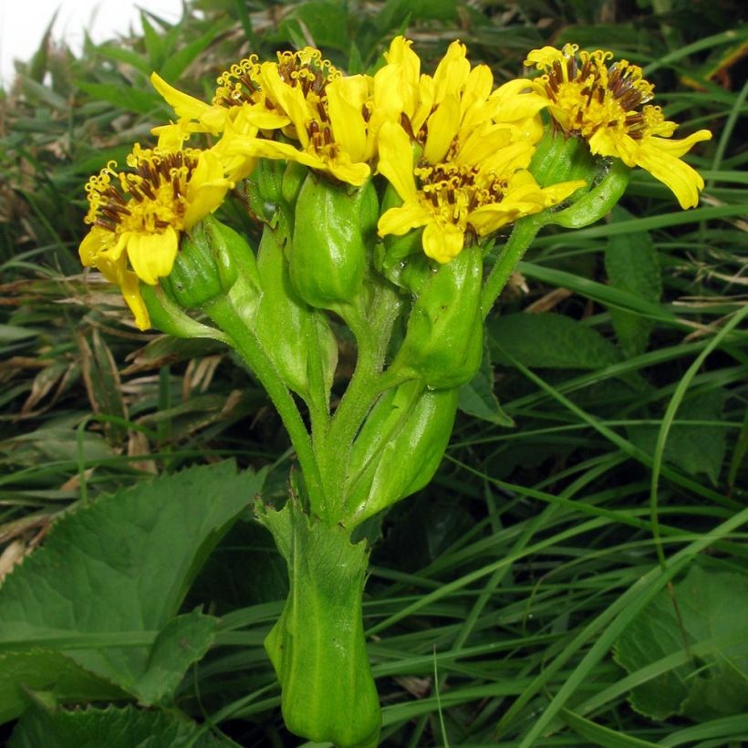 Ligularia hodgsonii (Floração)