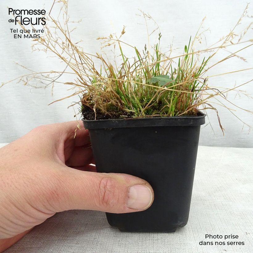 Amostra de Ligularia hodgsonii - Ligulaire de Hodgson Vaso de 8/9 cm tal como entregue na primavera