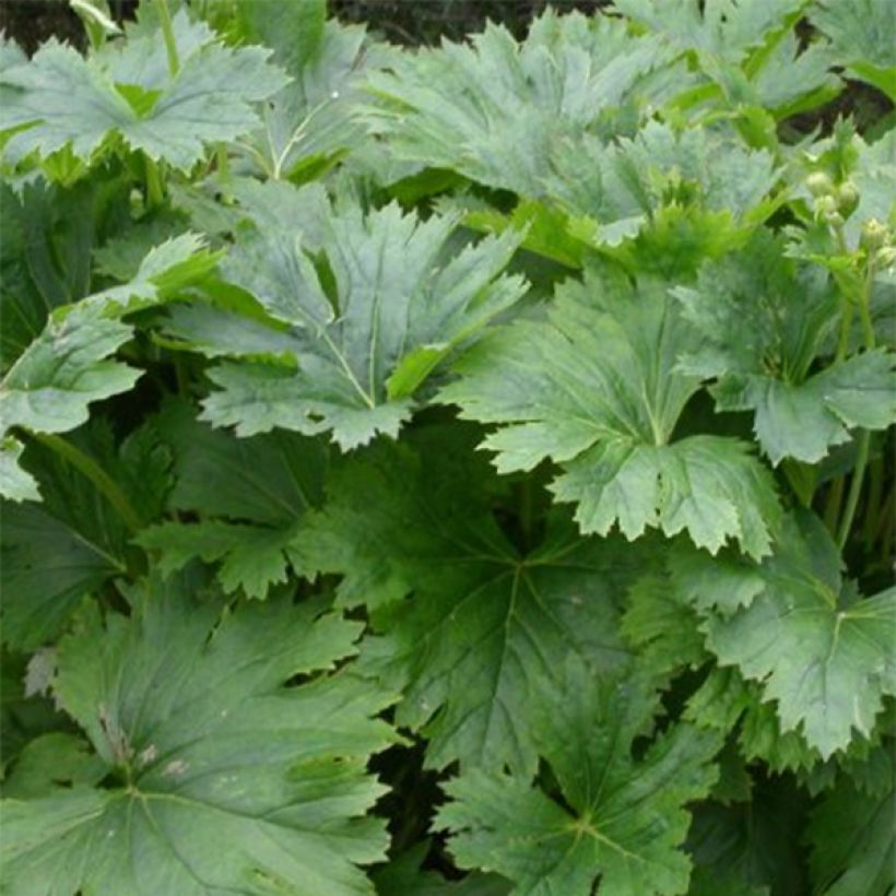 Ligularia palmatiloba (Folhagem)