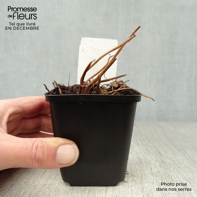 Amostra de Ligularia przewalskii Vaso de 8/9 cm tal como entregue no inverno