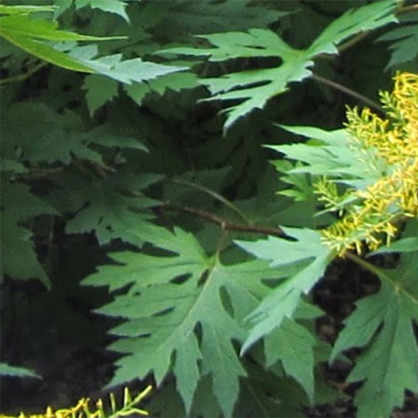 Ligularia tangutica (Folhagem)