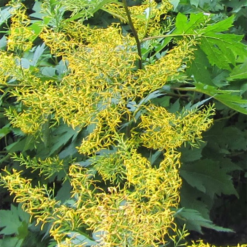 Ligularia tangutica (Floração)