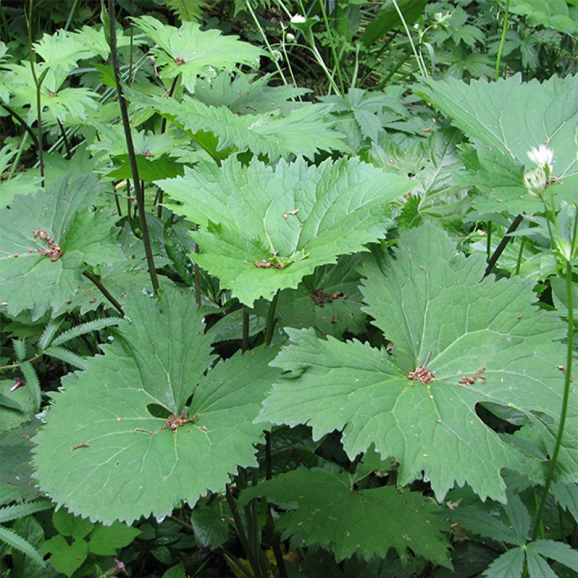 Ligularia veitchiana (Folhagem)