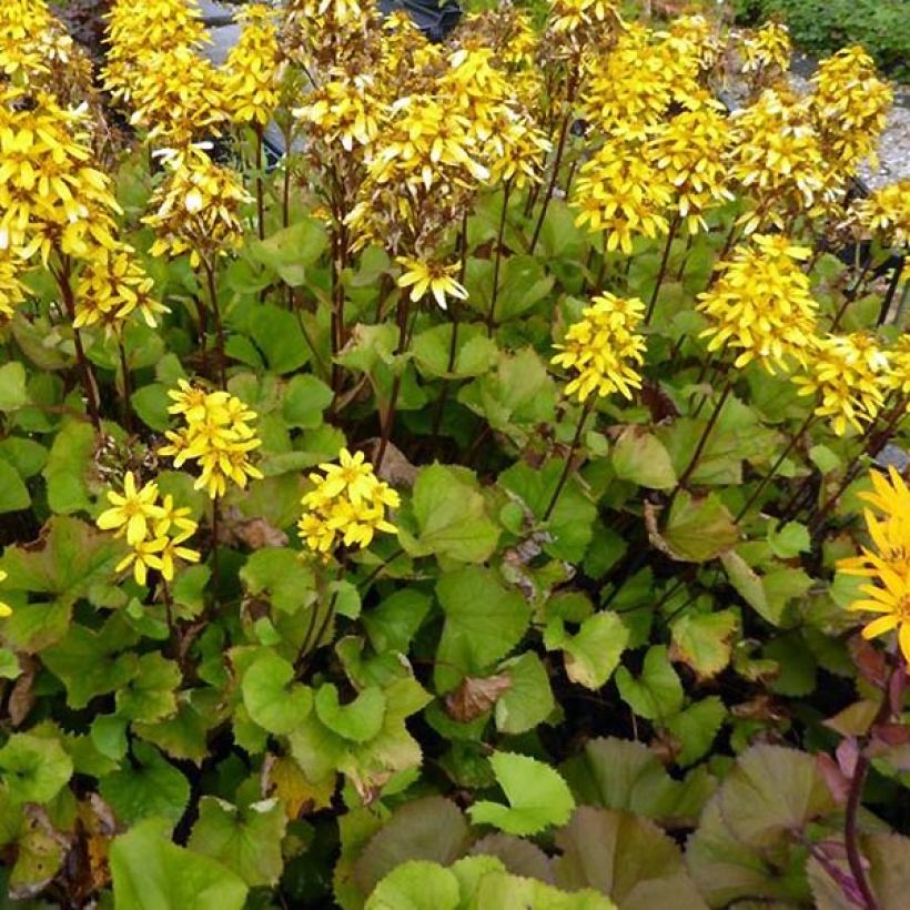 Ligularia Lanternchen (Hábito)
