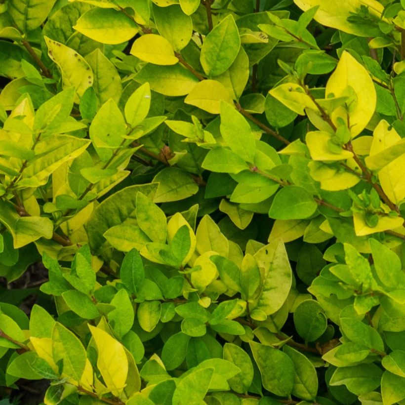 Alfeneiro-dourado - Ligustrum vicaryi (Folhagem)
