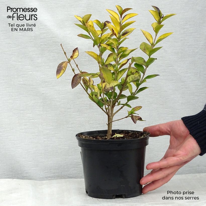 Amostra de Alfeneiro-dourado - Ligustrum vicaryi Vaso de 2 L/3 L tal como entregue na primavera