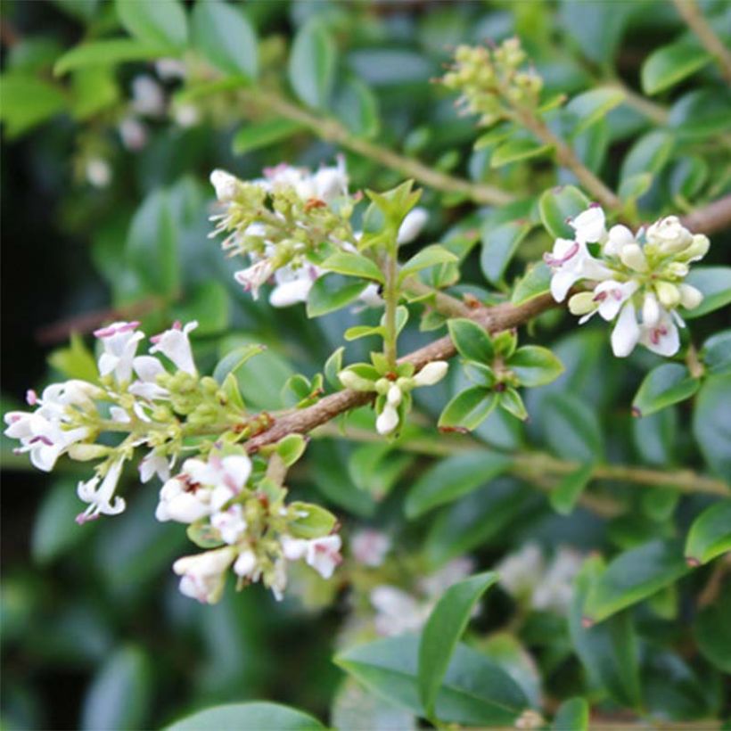 Ligustrum delavayanum (Floração)