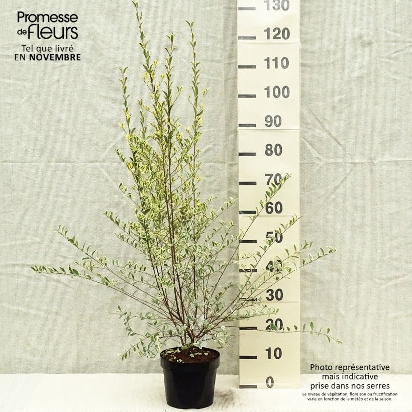Amostra de Alfeneiro Musli - Ligustrum ibota Vaso de 3 L/4 L tal como entregue no outono