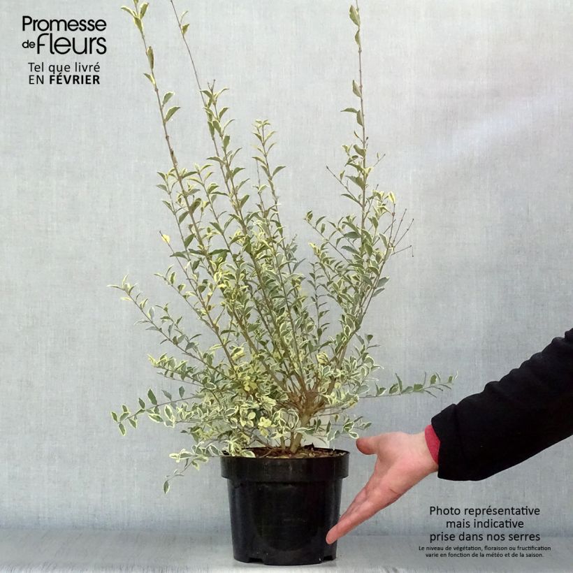 Amostra de Ligustrum ibota Musli - Troène Vaso de 3 L/4 L tal como entregue no inverno