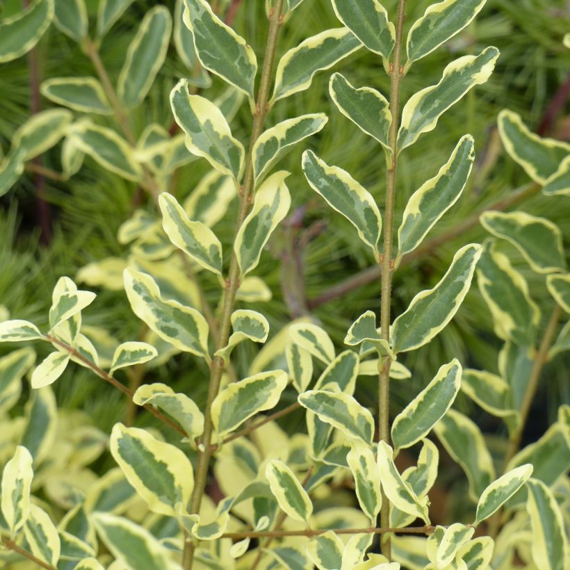 Alfeneiro Musli - Ligustrum ibota (Folhagem)