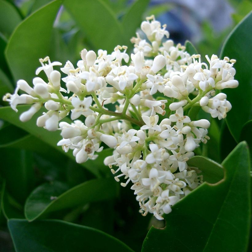 Alfeneiro-do-Japão - Ligustrum japonicum (Floração)