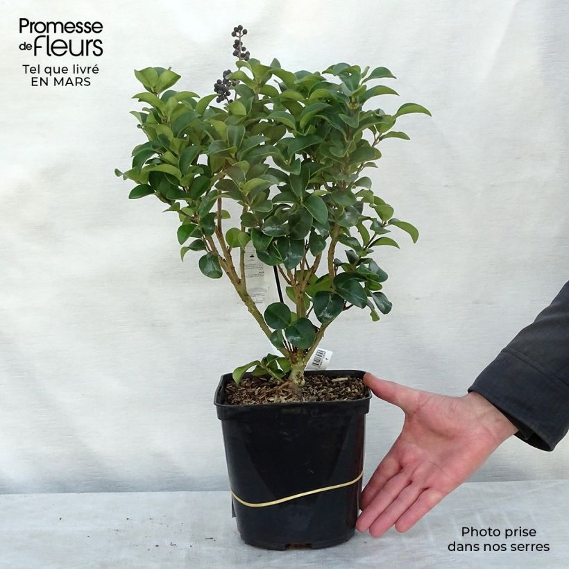 Amostra de Alfeneiro-do-Japão Coriaceum - Ligustrum japonicum Vaso de 3 L/4 L tal como entregue na primavera