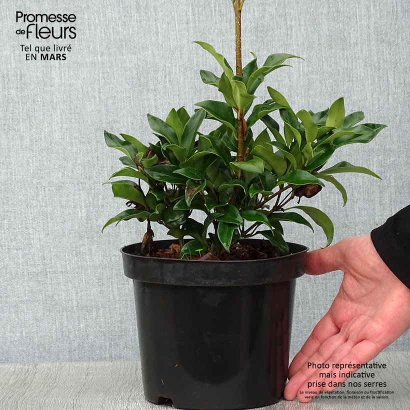 Amostra de Ligustrum japonicum Green Century - Troène du Japon Vaso de 2 L/3 L tal como entregue no inverno