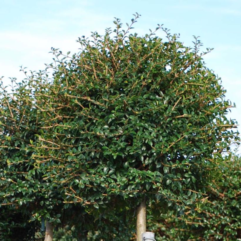 Ligustrum jonandrum (Folhagem)
