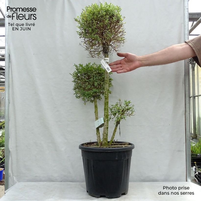Amostra de Ligustrum jonandrum Vaso de 7,5 L/10 L tal como entregue no verão