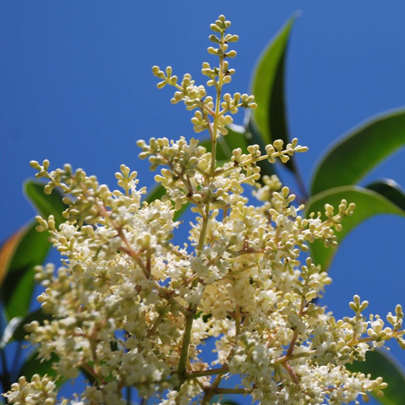 Ligustrum lucidum (Floração)