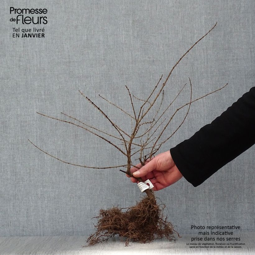 Amostra de Ligustrum obtusifolium 'Regelianum' - Troène à feuilles obtuses Raízes nuas tal como entregue no inverno