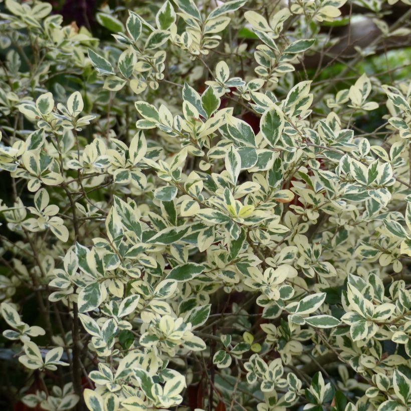 Alfenheiro Argenteum - Ligustrum ovalifolium (Folhagem)