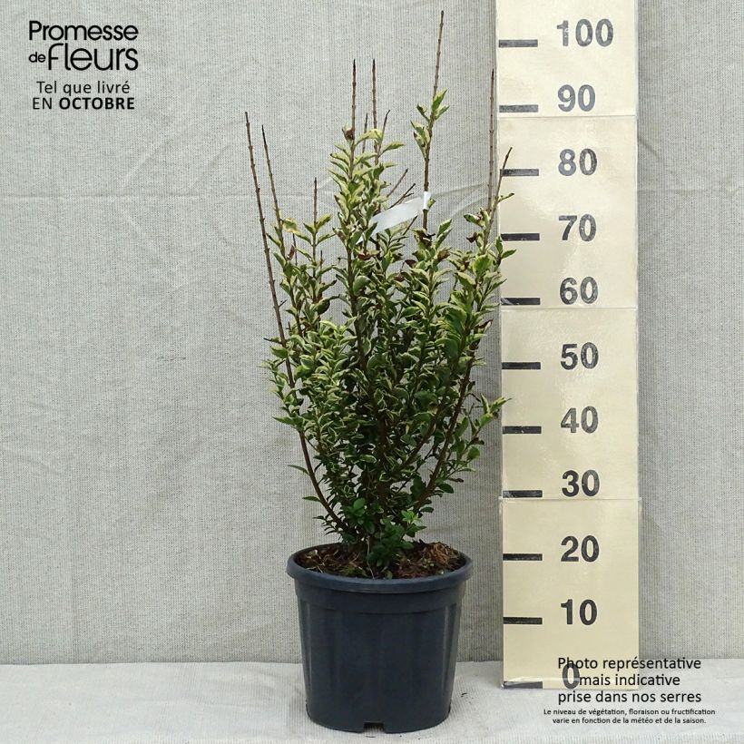 Amostra de Alfenheiro Aureum - Ligustrum ovalifolium Vaso de 7,5 L/10 L tal como entregue no outono