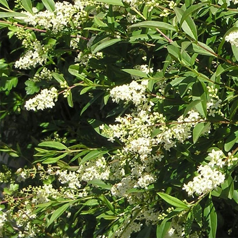 Alfeneiro Lodense - Ligustrum vulgare (Floração)