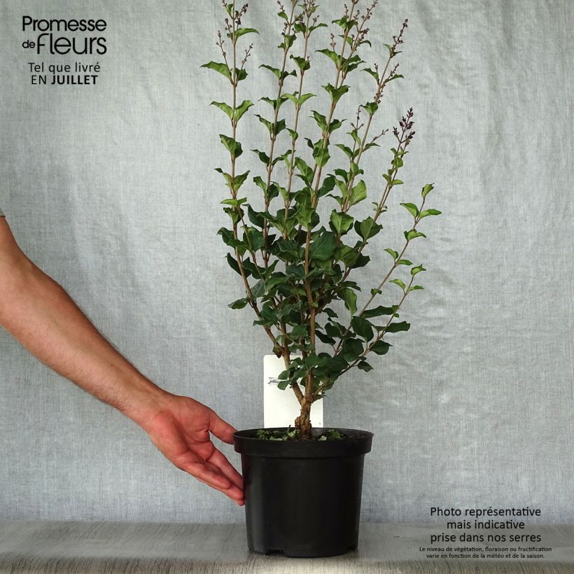 Amostra de Syringa Bloomerang Dark Purple Vaso de 3 L/4 L tal como entregue no verão