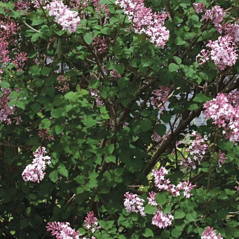 Syringa Bloomerang Pink Perfume (Folhagem)