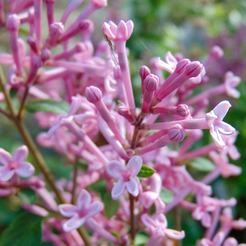 Syringa Bloomerang Pink Perfume (Floração)