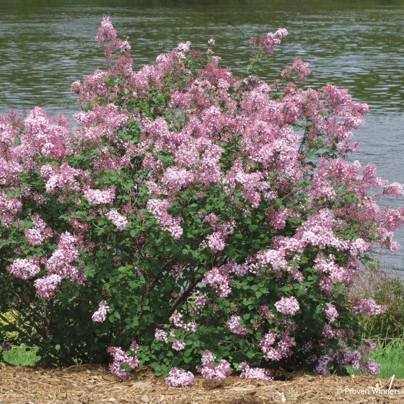 Syringa Bloomerang Pink Perfume (Hábito)