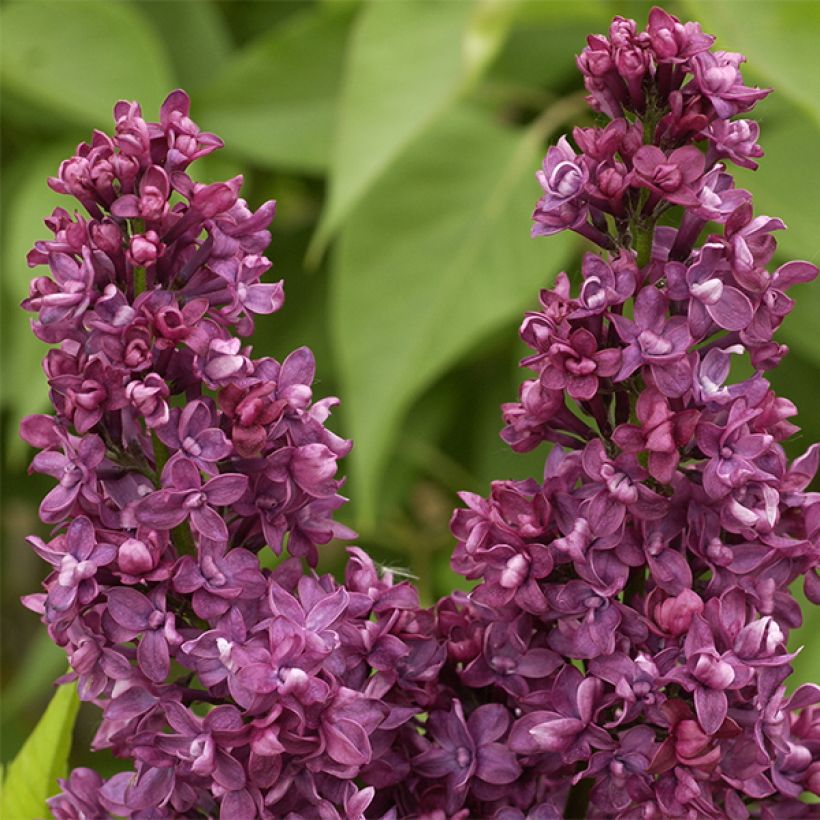 Syringa vulgaris Charles Joly (Floração)