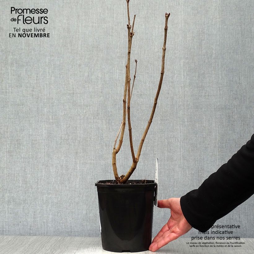 Amostra de Syringa vulgaris Sensation Vaso de 3 L/4 L, Arbusto tal como entregue no outono