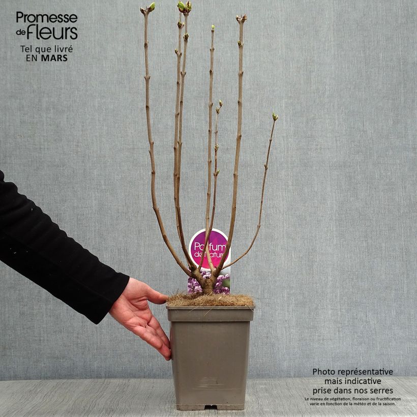 Amostra de Lilas Sensation - Syringa vulgaris Vaso de 3 L/4 L tal como entregue no inverno