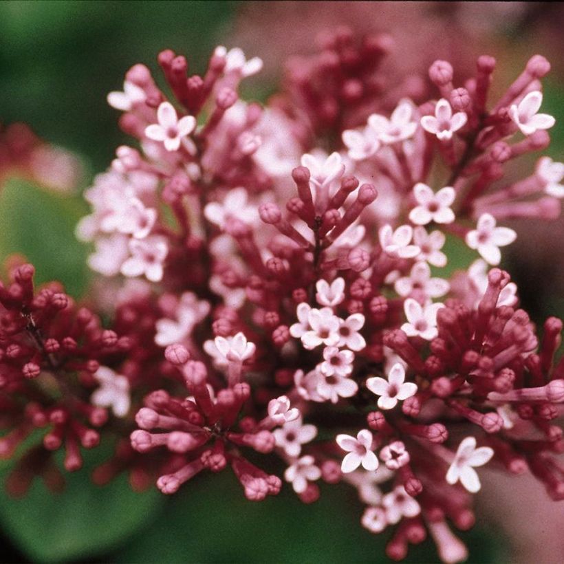 Syringa Tinkerbelle (Floração)