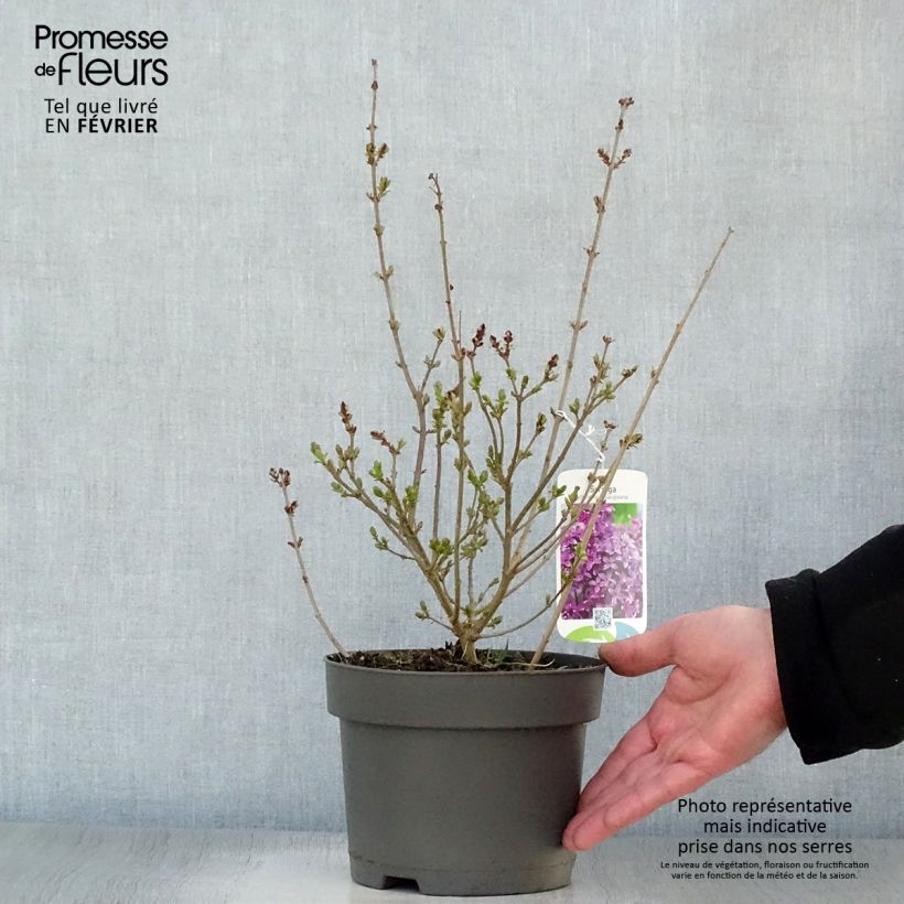 Amostra de Lilas - Syringa chinensis Saugeana Vaso de 2 L/3 L tal como entregue no inverno